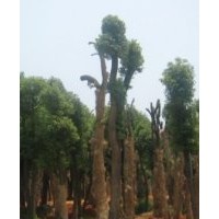 供應(yīng)香樟 玉蘭