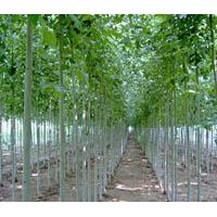 速生白蠟高2---3米的