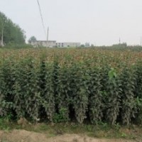 2013年北美海棠芽苗預(yù)定中