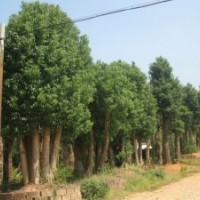 湖南綠化苗木花木香樟 湖南瀏陽(yáng)四季紅苗圃苗木花木香樟樹(shù)