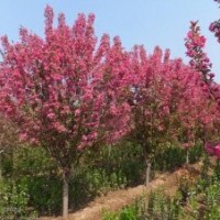 花木價格速生柳,西府海棠,五角楓,香花槐,海棠,池杉,臭椿