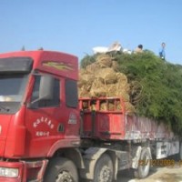 雪松種子，高6M雪松600元；