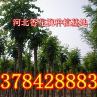 河北香花槐、河北香花槐基地