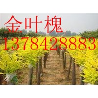 河北黃金槐、河北黃金槐基地