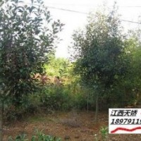 高桿紅葉石楠--江西進(jìn)賢天嬌