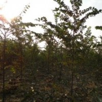 紅葉石楠 欒樹(shù)6萬(wàn)株、香樟樹(shù)6萬(wàn)株、紫薇2萬(wàn)株、銀杏5000棵等