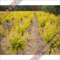 矮接金葉榆信息_泓遠(yuǎn)銷售矮接金葉榆_矮接金葉榆熱銷