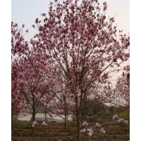 長期供應紅白玉蘭、花石榴、無患子等苗木。