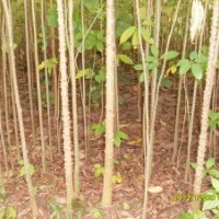 地徑2-5公分香樟樹(shù)、秋楓、羊蹄甲、木棉、茶油、苦楝樹(shù)等苗