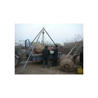 今年國槐最新報價