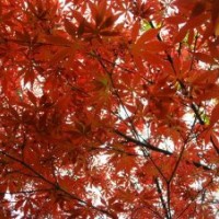 供應(yīng)紅楓、海桐、廣玉蘭