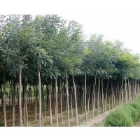 供應(yīng)山西國(guó)槐，國(guó)槐小苗，大規(guī)格國(guó)槐