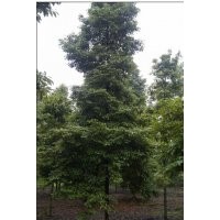 供應(yīng)楨楠 成都楨楠