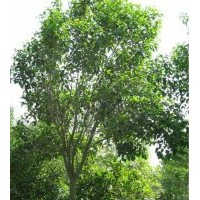 供應(yīng)安徽大葉女貞，紅葉李5-6-7-8-910公分