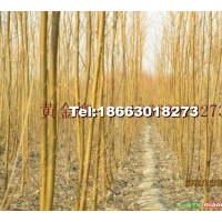 速生柳 垂柳 速生楊 毛白楊 國槐 白蠟 合歡