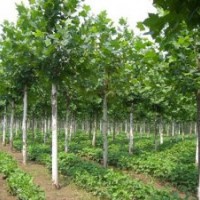 法桐 雪松,廣玉蘭,紅葉石楠