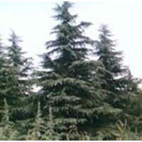 雪松  ,廣玉蘭,紅葉石楠