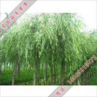 河北省泓遠(yuǎn)綠化苗木可做多樣綠化的垂柳