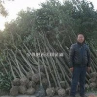 3公分大葉女貞 4公分大葉女貞 5公分大葉女貞