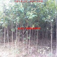 安徽肥西大葉女貞、香樟、烏桕、三角楓、桂花、杜英、紅葉李