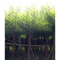 瀘州象牙紅，象牙紅景觀樹，象牙紅苗圃