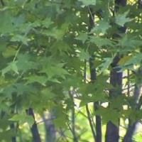 供應(yīng)五角楓，五角楓