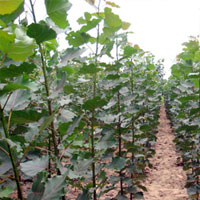 售大量毛白楊１０７速生楊國合白臘法桐速生柳榆樹椿樹刺槐泡桐