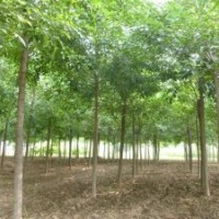 長期提供優(yōu)質(zhì)白臘