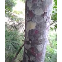 供應(yīng) 大規(guī)格白皮松