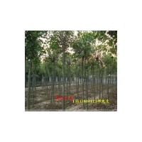 供應(yīng)大葉女貞小苗，2公分大葉女貞， 3公分大葉女貞，4公分大葉女