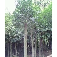 低價供應8公分以上全冠、移植紅果冬青