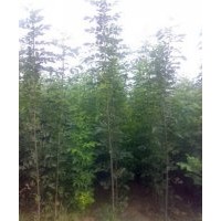 出售一年速生白蠟 草坪