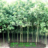 供應(yīng)香樟小苗，2公分香樟，3公分香樟，4公分香樟，5公分香樟