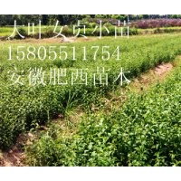 供應(yīng)2公分烏桕，3公分烏桕，4公分烏桕，5公分烏桕價(jià)格