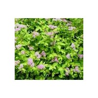 繡線菊、火棘、小葉女貞、