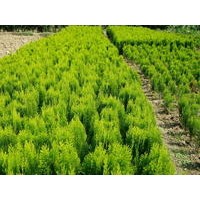 灑金柏、龍柏、鋪地柏、蜀檜、連翹