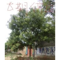 長期供應12-40國槐，棗樹，紫葉李