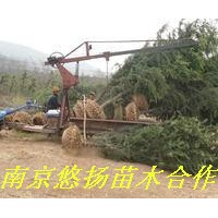 南京悠揚苗木合作社雪松廣玉蘭，蜀檜垂柳，海桐黃楊，紅葉石楠等