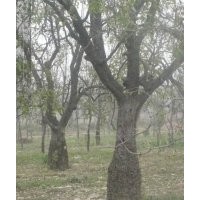 供應(yīng)花瓶棗樹