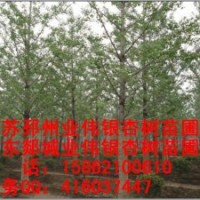 1-160公分銀杏樹苗木