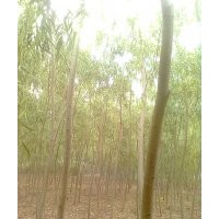 特供各種北方苗木