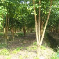 綠化苗幌傘楓多枝干,竹柏大中袋苗及地苗,肉桂袋苗