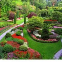 供應(yīng)垂葉榕，重陽(yáng)木，盆架子，香樟及各種綠化苗木