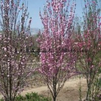 供應(yīng)各種規(guī)格龍柱碧桃 小苗 2-5公分龍柱碧桃 一年生兩年生