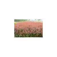 苗圃直銷紅葉小檗.金葉女貞.灑金柏.火棘.百日紅，紅葉李