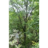 供應(yīng) 茶條槭、海棠、蒙古櫟、白樺、暴馬丁香