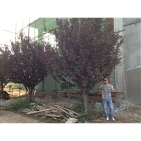 大量收購(gòu)紫葉李