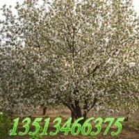 求購(gòu)八棱海棠樹