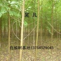 白榆樹(shù)、榆樹(shù)、白榆樹(shù)價(jià)格