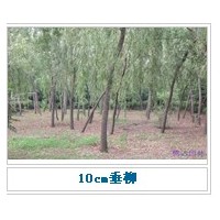 哪里有速生柳 哪里出售速生柳 山東速生柳家基地 山東速生柳價(jià)格